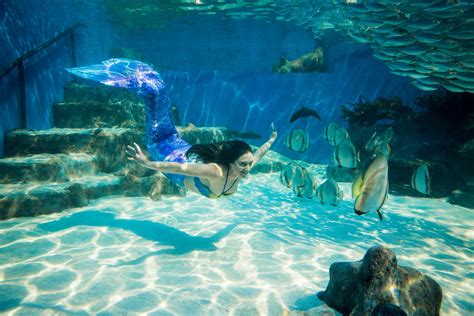 Mermaid aquarium - April 3, 4, and 5 | 6:00pm-9:00pm. General Admission $38 | Members $30. There’s mer-magic at the Virginia Aquarium! Step into an enchanting world where you’ll come face-to-face with a real mermaid swimming in the Red Sea Tunnel, and enjoy an evening of special mermaid encounters, photo opportunities, and interactive activities throughout the aquarium. 